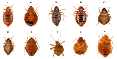 New Species of Blood-Sucking Flies Discovered in India