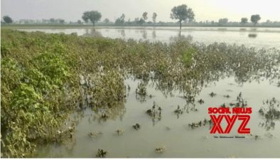 Odisha Declares Unseasonal Rain A Natural Calamity