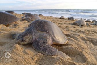 Olive Ridley Turtles Nesting Patterns in Odisha