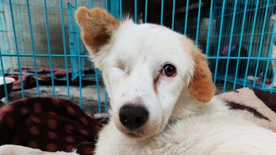 Rabies Crisis in India