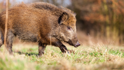Regulated Culling of Wild Boars in Farmland