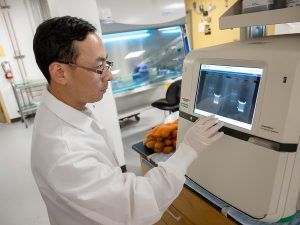 Role of Roundworm in Biology Research