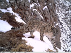 Snow Leopard Population in China’s Sanjiangyuan Region