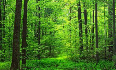 State of Forest Report 2023 Overview