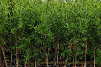 Tamil Nadu Bans Planting of Conocarpus Species