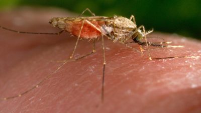 The Historical Impact of Malaria on Colonisation