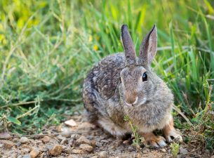 Tularemia – About Rabbit Fever’s Rising Threat
