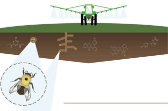 Wild Bees at Risk from Pesticide Residues in Soil