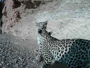 Arabian Leopard Returns to Nejd Plateau in Oman