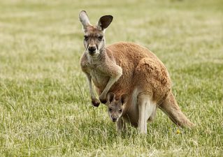 Breakthrough in Kangaroo IVF for Conservation Efforts