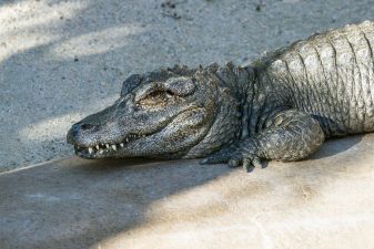 Chinese Alligator Population Declines