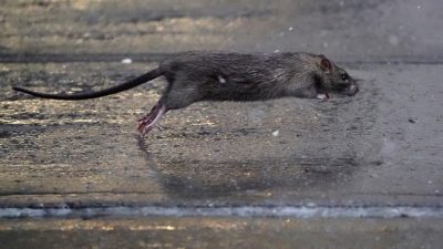 Climate Change and Urban Rat Population Surge