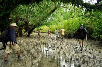 Climate Resilience of Sundarbans Mangroves