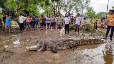 Crocodile Counting in Gujarat’s Vishwamitri River