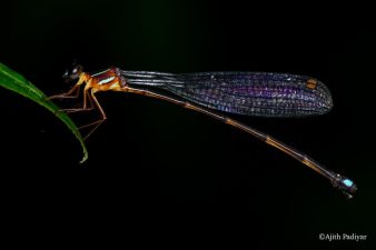 Discovery of Saffron Reedtail in Karnataka’s Forests