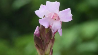 Discovery of Strobilanthes Gigantra in Arunachal Pradesh