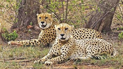 Ethical Concerns Over African Cheetah Translocation in India