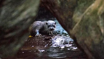 Eurasian Otters Resurface in Kashmir Valley