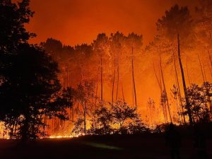 Global Impact of Forest Fires and Mitigation Strategies