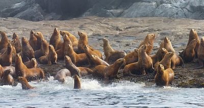 Impact of Marine Heat Waves on Arctic Mammals