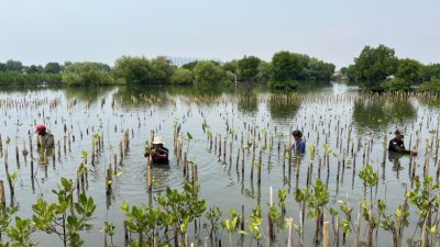 India’s Mangrove Restoration and Climate Initiatives