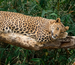 International Big Cat Alliance