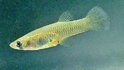 Invasive Fish Species Used for Mosquito Control