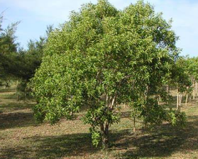Karnataka High Court Rules on Sandalwood Compensation Guidelines