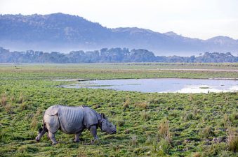 National Green Tribunal Dismisses Kaziranga Hotel Petition