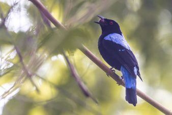 New Bird Species Discovered in Periyar Tiger Reserve