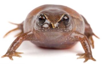New Frog Species Named After Leonardo DiCaprio