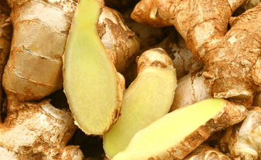New Fungal Disease Threatens Ginger Cultivation in Karnataka