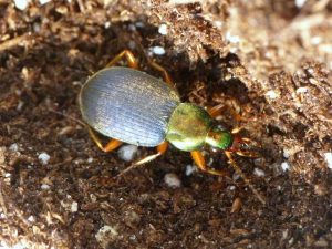 Pesticides Impact on Non-Target Organisms Revealed
