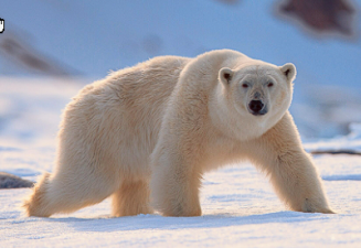 Polar Bear Fur Study Offers Alternative to PFAs