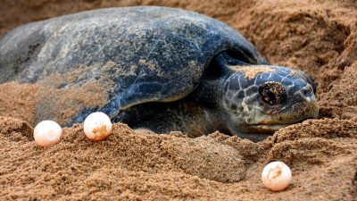 Record Olive Ridley Sea Turtles Nesting in Odisha