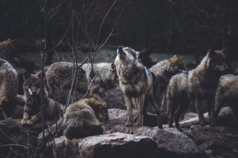 Reintroducing Wolves to the Scottish Highlands