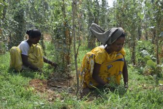 Sustainable Agriculture and Tribal Communities in India