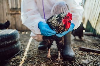 USDA Grants Conditional Licence for Avian Flu Vaccine