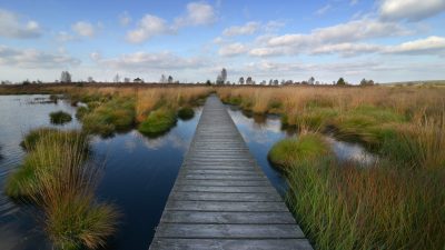 What are Peatlands?