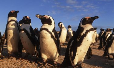 African Penguin Conservation Efforts in South Africa