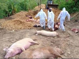 African Swine Fever in Mizoram