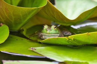 Amphibians at Risk from Climate Change Heat Stress