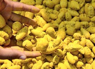 Chamarajanagar’s Turmeric Production