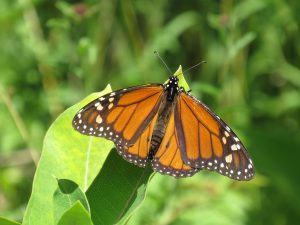 Decline of Butterflies in America