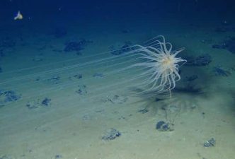 Deep-Sea Mining Threatens Midwater Ecosystem Survival