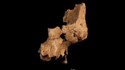 Discovery of Ancient Human Fossils in Spain