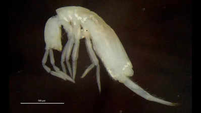 Discovery of New Soil Micro-Arthropod Species in Bihar