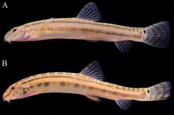 Discovery of New Spined Loach Species in Beijing