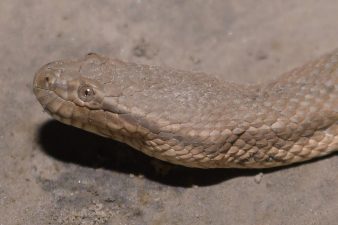 Dog-Faced Water Snake Spotted in Northeast India