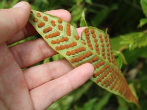 Fungi Threatened With Extinction
